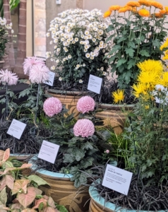In this area, Longwood presents samples of each of the 13 classes of chrysanthemums defined by bloom shape and bred for color, size and unique form.