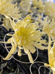 One perfect bloom grows on each branch.