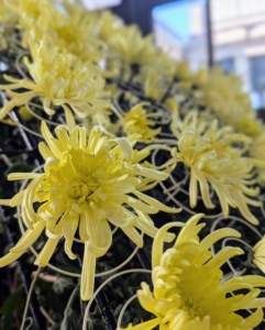The plant was guided through a labor-intensive multi-step process of pinching, tying, disbudding, and shaping to grow it into its dome form.