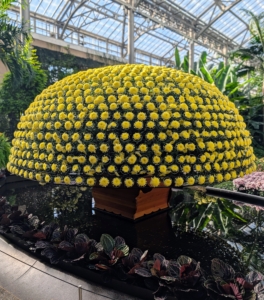 But this year's highlight is this one plant, an Intermediate Incurve called 'Susono-no-Hikari.' This has more than a thousand blooms planted using a centuries-old technique in which a single-stem is trained to produce as many perfectly placed blooms as possible. It took the growing team more than 18-months to train and nurture this plant. It is the biggest of its kind outside Asia.