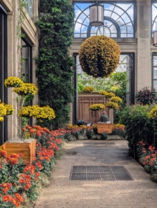 The event displays more than 200 chrysanthemum cultivars from big football-sized mums to incurves, and spiders planted in spheres, pagodas, towers, and more.