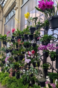 The Orchid House at Longwood displays 250 to 300 different orchid plants at any time. They are hand-selected and rotated several times a week.