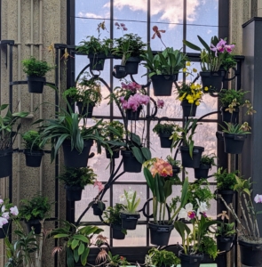 There are so many different types of orchids to see and admire. If you love orchids as much as I do, and can visit the Orchid House at Longwood, please do so an talk to the experts - your visit will be informational and inspiring.