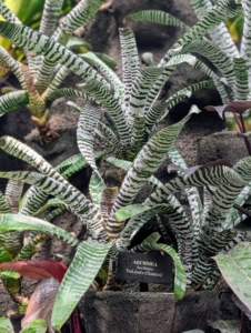 This is Aechmea 'DeLeon's Chantinii,' a highly sought after bromeliad. The leaves are green with heavy white frosted banding and markings on both sides.