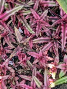 Earth-Star Cryptanthus bivittatus 'Ruby' is another evergrees bromeliad - this one with striking rosette-forming leaves that spread outward in a star pattern. The banded leaves typically range from green to pink to deep red.
