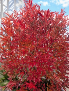 Willow Leafe Spice Bush, Lindera angustifolia, is a multi-stemmed deciduous shrub native to the mountain sloes of China. It's known for its glossy green leaves that turn vibrant shades of orange-yellow and red in fall.