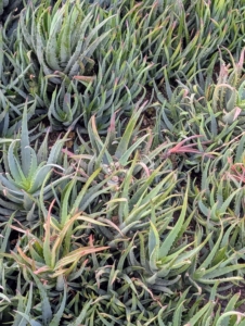 This interesting Aloe is 'Blue Elf.' It's excellent for mass plantings. This Aloe is a hardy, heat loving hybrid with narrow, upright, blue-gray leaves that contrast nicely with its pale orange flower spikes.