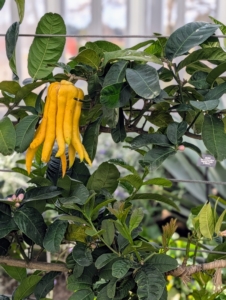 Ever see a multi-fingered citrus? I have these in my greenhouse as well. These citron trees are trained with traditional espalier methods. The ancient horticultural technique involves growing trees, shrubs, and vines flat against some kind of support structure to maximize space and create an interesting appearance.