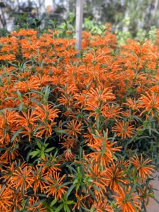 This is called Lion's-Tail, Leonotis leonurus. It is from the mint family and is a striking flowering shrub native to South Africa, known for its vibrant orange blooms and aromatic foliage.