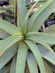 This is a Torch Aloe, Aloe arborescens, which is a large evergreen succulent shrub featuring branching stems of gray-green rosettes and sword-shaped leaves. It can grow tall and wide, making it suitable for large, outdoor spaces and natural fences in the garden.