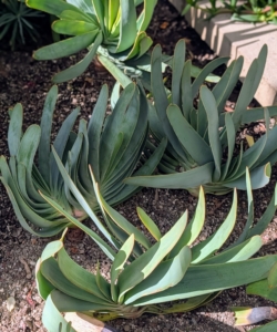 This Fan Aloe, Kumara plicatilis, has grey stems forked with clusters of round tipped leaves arranged in two opposite rows.