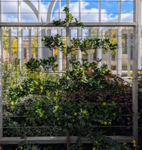 These espaliered fruits are hybrid kumquats, 'Fukushu.'