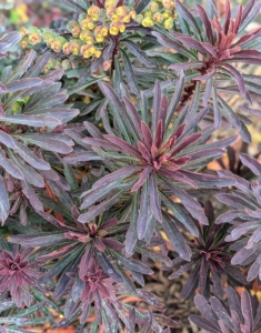 Hybrid spurge, Euphorbia 'Miner's Merlot' has a lovely deep burgundy color. It is easy to care for and adds mounding texture to the garden.