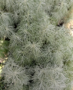 Maui wormwood, Artemisia mauiensis 'Tnartms' is a native Hawaiian plant loved for its silvery foliage and fine, soft texture. It is fast-growing, and heat and drought tolerant.