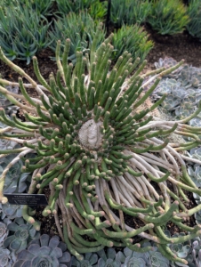 Here's another Euphorbia, Euphorbia esculenta. It is also known as Vingerpol Milkbush, a succulent shrub native to South Africa. It features thick, fleshy water storing stems. and small cascading leaves that produce yellow-green flowers when in bloom.