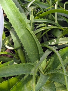 Another type of Aloe is Soap Aloe, Aloe maculata. This hardy succulent shows off rosettes of thick, lance shaped leaves that are green with white markings. The leaves have sharp eges that turn reddish in color when exposed to intense sunlight.