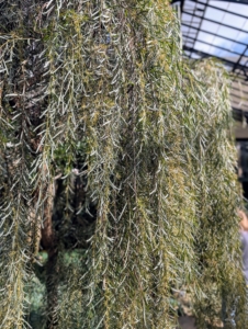 Weeping Myall, Acacia pendula, is a species of wattle, which is native to Australia. It features pendulous branches with angled branchlets that are covered in short hairs.