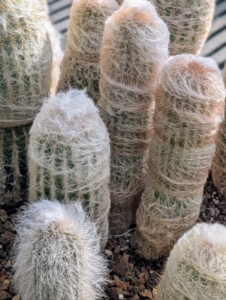And this is Old Man of Peru Cactus, Espostoa melanostele. It is characterized by its dense cover of white, hairlike spines and very slow growth rate. If you can, stop in at a botanical garden this weekend and learn about its beautiful collections and interesting plant species.