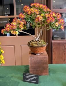 This Anemone Mum bonsai tree is so carefully pruned and groomed. In bloom, it shows off small orange and yellow flowers.