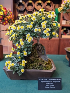 This Cascade Anemone Mum Chrysanthemum x morifolium 'Fukuyama' features plentiful blooms and a gorgeous cascading growth habit.