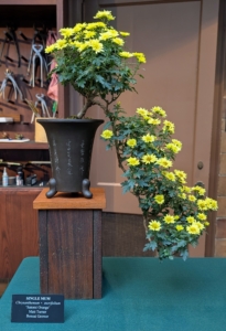 A single mum bonsai is grown from one rooted cutting known as a "mother." This is Chrysanthemum x morifolium 'Satomi Orange.'