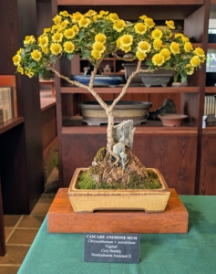 Almost any tree can be trained and shaped into a bonsai. Gnome chrysanthemums are among those types that work well for bonsai because of the smaller leaves and flowers. This is an example of a Cascade Anemone Mum. It is Chrysanthemum x morifolium 'Ugetsu.'