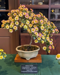 And this Single Mum is NYBG Bonsai selection number 5 with beautiful yellow, pink, and white flowers.