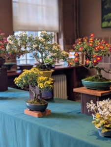 Displayed on tables in the Workshop are bonsai chrysanthemums. These range from two to six years old with thick trunks and well defined branches.