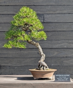 The Japanese black pine, Pinus thunbergii, has a naturally thick trunk with dark green foliage. The bark of the tree is gray and turns black as it matures. This bonsai is 95 years old.