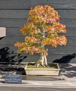 One of my favorite trees is the Japanese Maple, Acer palmatum. This bonsai version was started in 1979. The natural and graceful forms of the Japanese maple make these trees easier to shape and maintain.