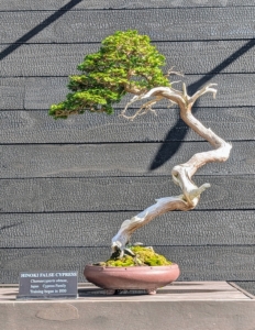 Training on this Hinoki False Cypress, Chamaecyparis obtusa began in 1930. It has dark green leaves that form fanlike layers on branches that resemble ferns. While it grows quickly, it needs a lot of maintenance to retain its beautiful bonsai form.