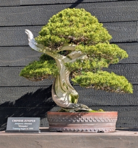 This is a Chinese Juniper, Juniperis chinensis 'Shimpaku.' Adaptable and appealing, the Chinese juniper is popular among bonsai enthusiasts. Training on this specimen began 26 years ago.