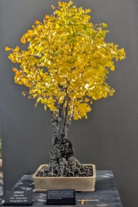 Ginkgo bonsai trees, Ginkgo biloba, have the same unique fan-shaped leaves that turn golden yellow in fall. This Ginkgo first started developing as a bonsai in 1909.