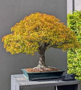 This is a Japanese Zelkova, Zelkova serrata. It is also known as the Japanese greybark elm. It thrives in full sun and some shade during the hottest weeks of the summer.