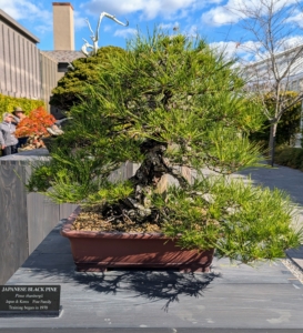 Here is another Japanese black pine - its training began in 1970. These trees prefers lightly moist soil, with time to dry out between waterings.