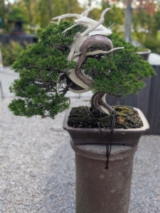 This is also a Chinese juniper tree, Juniperus chinensis 'Shimpaku.' Training on this bonsai began in the year 2000. For bonsai beginners, it is important to select a hardy and forgiving species like the juniper.