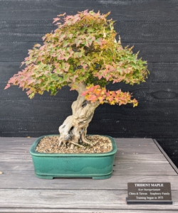 Trident Maple, Acer buergerianum, is another popular bonsai tree because of its fast growth and thick trunk.