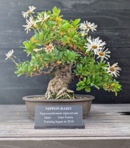 And this is a Nippon Daisy, Nipponanthemum nipponicum. It is one of the younger bonsai trees in this collection - training on this began in 2018. It responds well to bonsai pruning and shaping and features the same charming white daisy-like flowers.