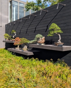 The Bonsai Collection was started in 1959 with 13 trees from renowned bonsai artist, Yuji Yoshimura. Today, Longwood has more than 150 trees in 14 different styles cultivated by some of the world's most prestigious masters in the art of bonsai.