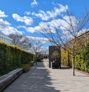 Longwood's Bonsai Courtyard is surrounded by trees, walls and hornbeam hedges, and decorated with a subdued combination of natural hues, crushed stone, and charred wood.
