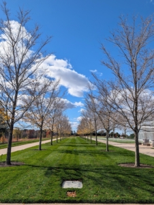 Longwood Gardens is open to visitors year-round where one can walk through its vast outdoor spaces or inside one of its many greenhouses. This is a beautifully planted allée of Japanese elm trees, Ulmus davidiana var. japonica 'Morton' - one of the more graceful elms endemic to parts of continental northeast Asia and Japan. Its leaves have already fallen for the season.