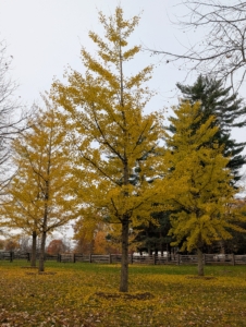 These ginkgo trees are in a grove not far from my chicken coops outside my fenced pastures. The leaves are still holding on.