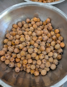 I often collect the fruits and give them to chef friends for use in their Asian dishes - they are always excited to receive them.