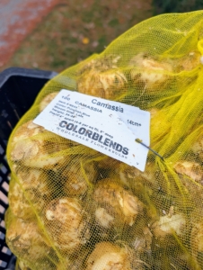 Here I like to plant lots of camassia and alliums. When purchasing bulbs, always look for those that are plump and firm, and avoid those that are soft. These bulbs from Colorblends are in great condition. Bulbs come in a variety of sizes depending on the flower – the bigger the bulb the more time it has to grow and the bigger the flower bloom.