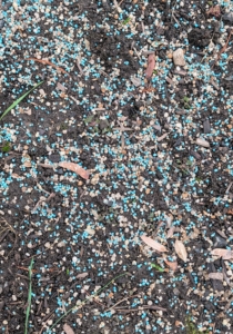 Ryan sprinkles a generous amount of fertilizer first. I use Miracle-Gro. The food should be a balanced fertilizer that has a good amount of phosphorous. Fertilizing spring-blooming bulbs feeds and helps them fight off diseases and pests.