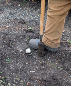 This tool is best for planting larger bulbs that need to be buried at least six-inches deep. He makes a hole just next to where the bulb was tossed.