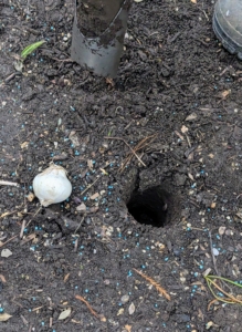 One by one, each bulb is carefully placed into a hole, with the pointed end faced up, or root end faced down. This is very important, so the plant grows properly from the bulb.