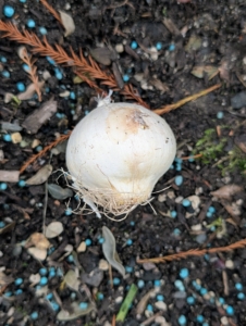 This is an allium bulb. True bulbs can be either tunicate, with a papery covering or non-tunicate without the covering. This is a tunicate bulb. On many bulbs, it is also easy to see which end is the top and which end has the roots.