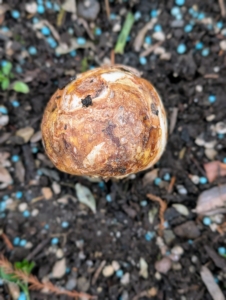 This is an elongated tunicate camassia bulb. And do you know… these bulbs are actually edible? Camassia bulbs were a major food source for some Native American tribes and early European Settlers, but they were very difficult to distinguish from other bulbs, which were deadly poisonous.