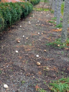 Ryan tosses the bulbs naturally along the entire length of the pergola garden. Where they fall is where they will be planted.